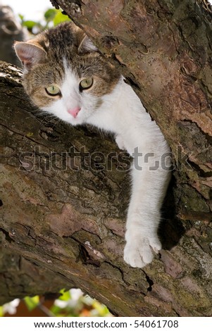 cat climbed on a tree and looks around
