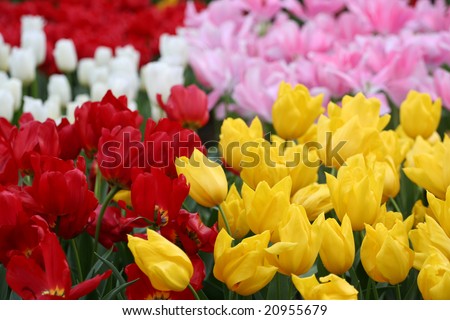 Tulips in the Netherlands (Holland). Tulips from Amsterdam concept.