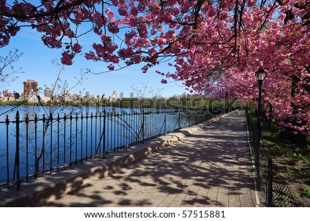 Cherry Blossoms at the Central Park Reservoir