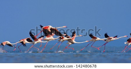 Flamingo\'s in Mozambique southern Africa