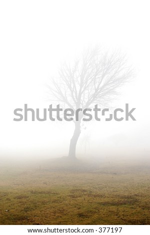 Silhouette of a tree on a very misty morning in the golf course