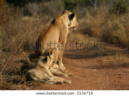 The King of the african wildlife with cubs