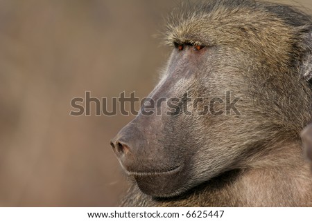 Baboon thinking while stairing into the distance