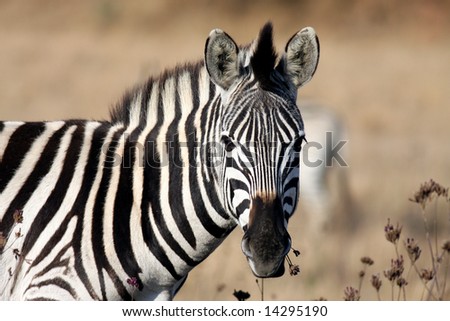 pictures of animals in africa. photo : Animals of Africa,