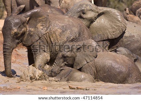 Big African Elephant in South Africa playing in pool of mud