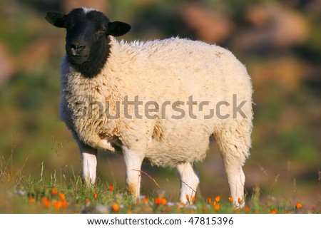 stock photo   dorper sheep in