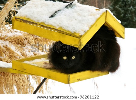 Black cat on a yellow bird\'s feeder