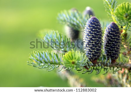 Korean fir - cones green nature