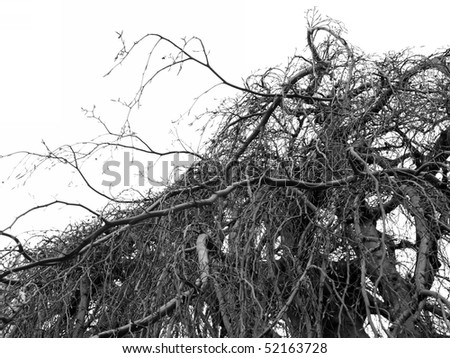Bare Branches isolated on white background - black & white