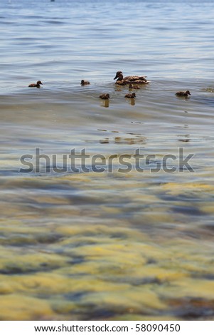 Wildlife duck - green seaweed in sea water