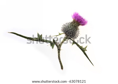 Ant farming Aphids - Single thistle flower isolated on white background