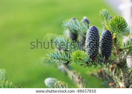 Korean fir - cones green nature