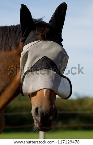 Portrait of a Thoroughbred horse in a protective fly mask