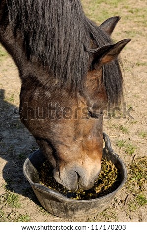 Portrait of a Welsh Cob eating from a feed bucket