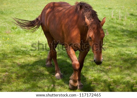 Close up of a British Suffolk Punch shire horse
