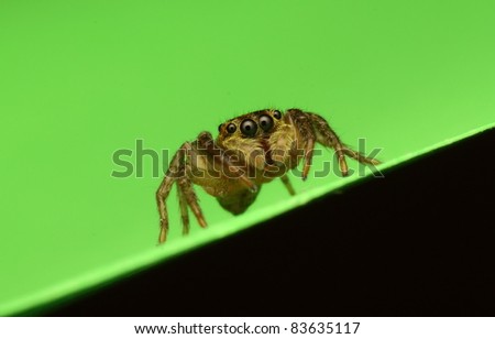 cute spider
