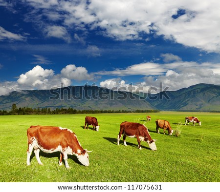 Mountain landscape with grazing cows