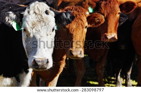 Livestock farm, herd of cows