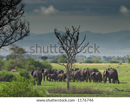 Troop of elephants in african savanna