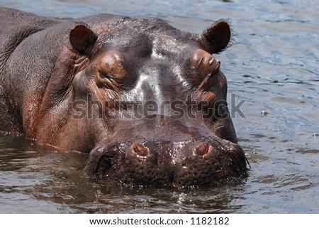 Wild Hippos