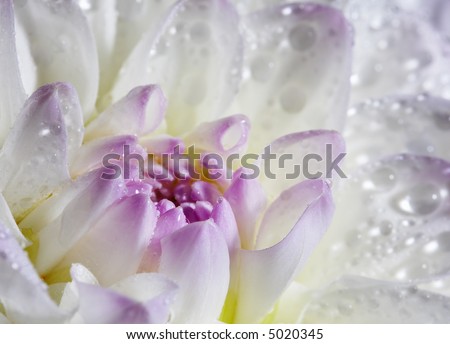 Closeup of white dahlia with water drops