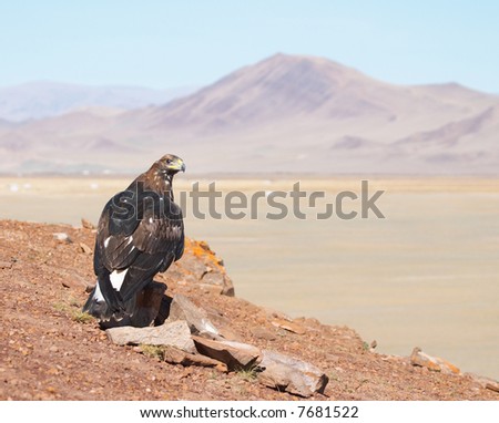 Tame hunting golden eagle in mongolian desert