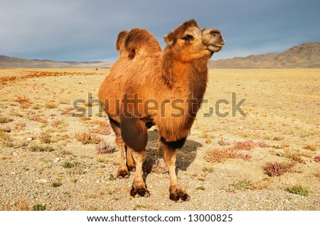 Camel in mongolian wilderness, Gobi Desert