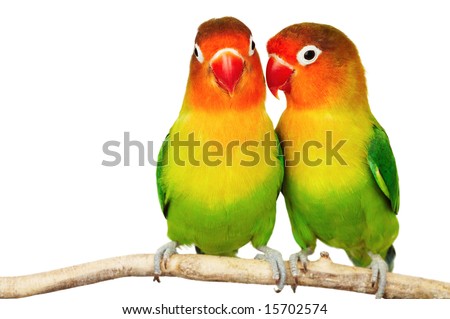 images of lovebirds. photo : Pair of lovebirds