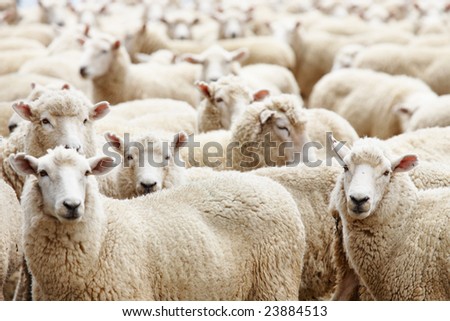 stock photo : Livestock farm, herd of sheep