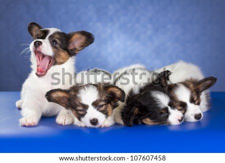 Four Papillon Puppies on a blue background