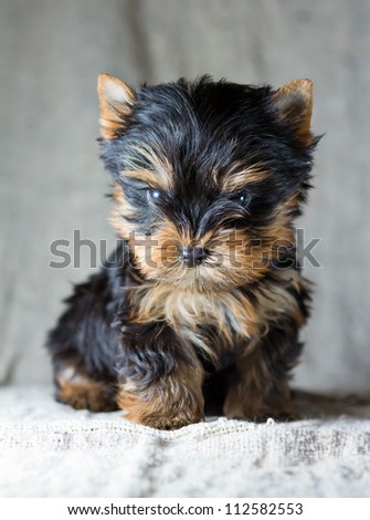 Portrait Small Yorkshire Terrier Puppy