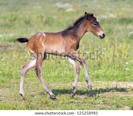 Small (one week) colt running on meadow