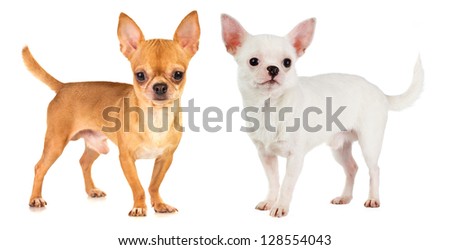 two short-haired chihuahua on white background
