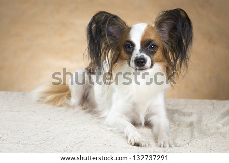 Portrait of dog breeds Papillon on a beige background