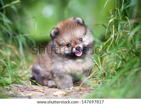 Small Pomeranian Puppy Sitting In The Green Grass