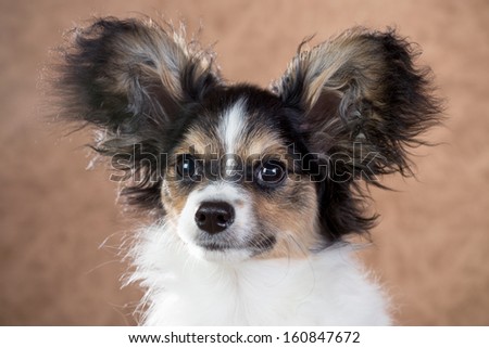 The four-month puppy Papillon on an abstract background