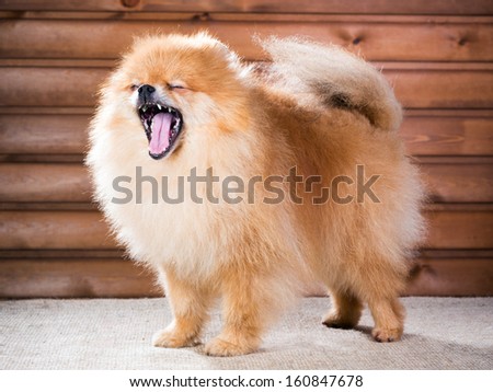 Studio portrait Pomeranian dog with open mouth on a background wooden wall