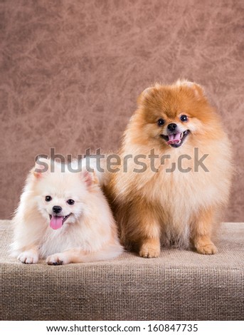Portrait two Pomeranian dog on a abstract background