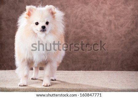Portrait Pomeranian dog on a abstract background