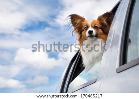 Dog looking through the open car window