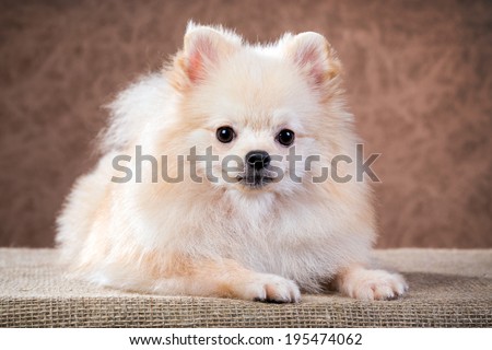 Portrait Pomeranian dog on a abstract background