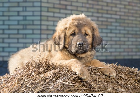 Puppy Tibetan Mastiff lying on a straw on a sunny day