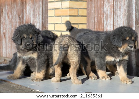 Group Tibetan Mastiff puppies on a sunny day