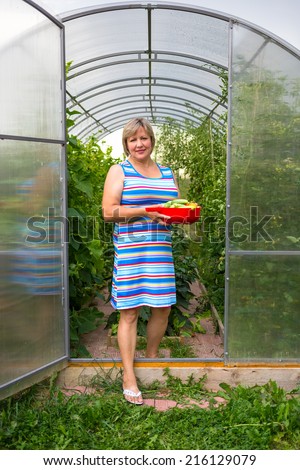 Middle-aged woman picking harvests in the greenhouse