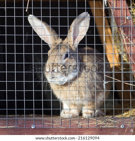 Gray rabbit in cage on a sunny day
