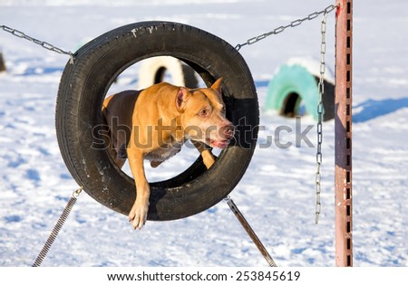 American Pit Bull Terrier at site for dogs jumping through a tire