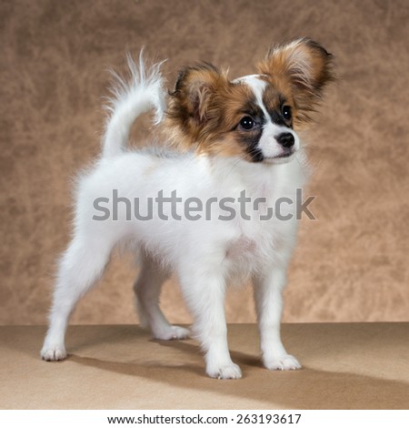 Cute Papillon puppy age of four month on a brown background