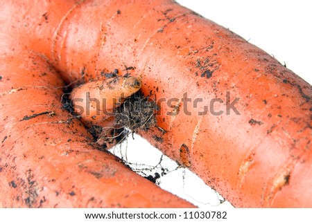 [Obrazek: stock-photo-unusual-growth-of-carrots-it...030782.jpg]