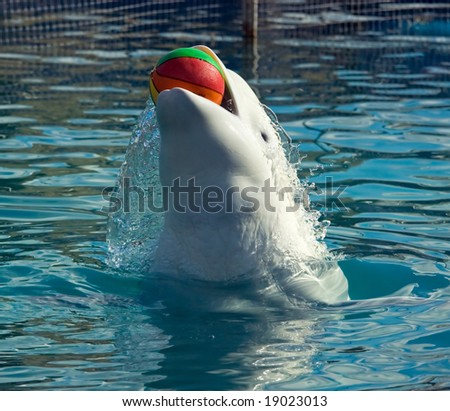 stock photo : The white whale plays a asketball ball