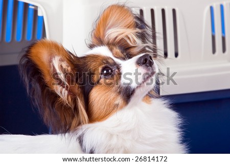 Young dog papillon and a plastic carrier